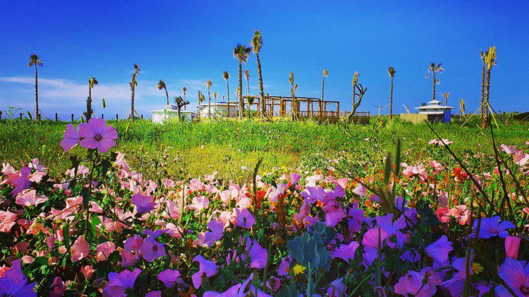 chambala el palmar 768x432