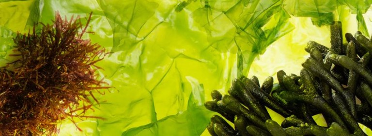 suralgas 768x282