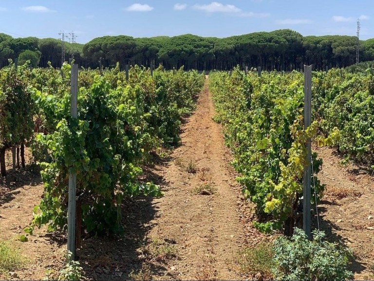 bodegas manuel aragon 5 768x578
