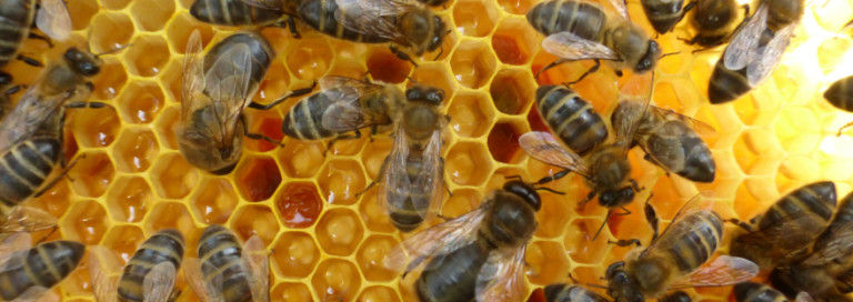 miel debajo de la encina 2 768x272