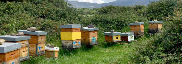 miel debajo de la encina 3 768x272