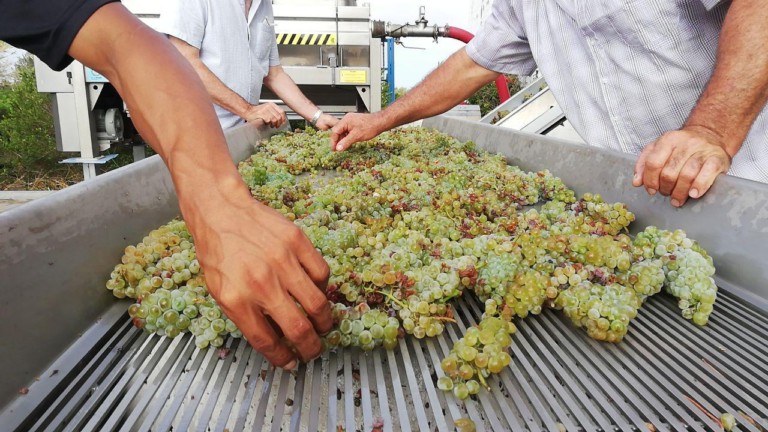 Sancha Perez Bodega Almazara 768x432