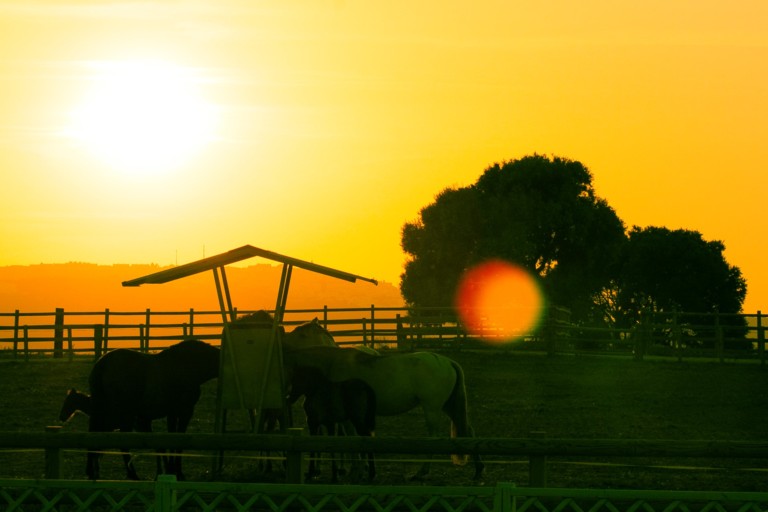 cortijo el indiviso 3 768x512
