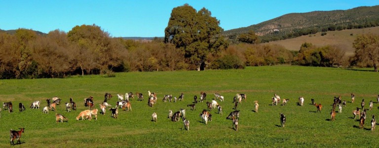 queseria el gazul 5 1 768x300