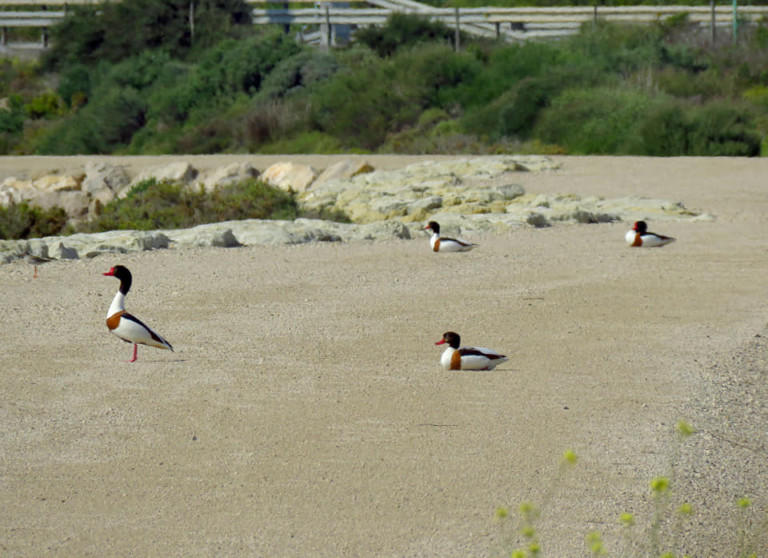 Parque Natural de los Torunos y la Algaida 3 768x558