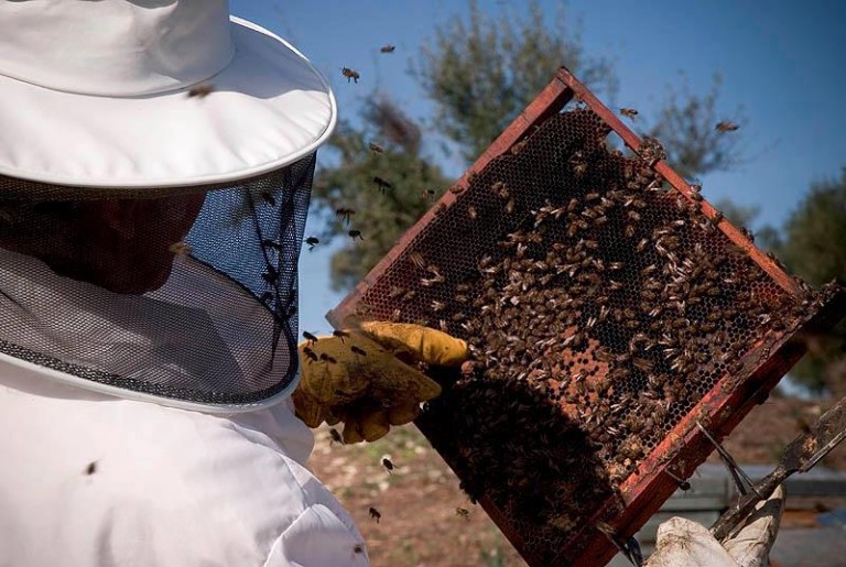 rancho cortesano 3 768x515