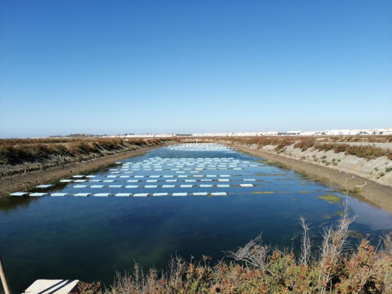 Esteros Andaluces 3 768x576