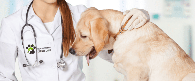 Hospital Veterinario Costa de la Luz 768x320