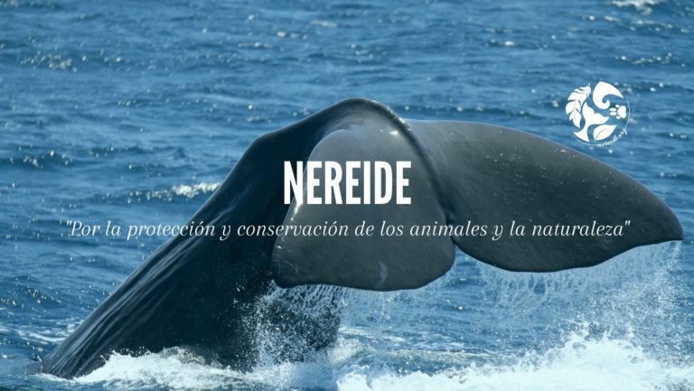Asociacion Nereide Tarifa 768x433