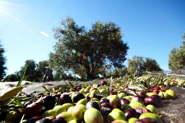 Olivar El Herrerillo 2 768x512