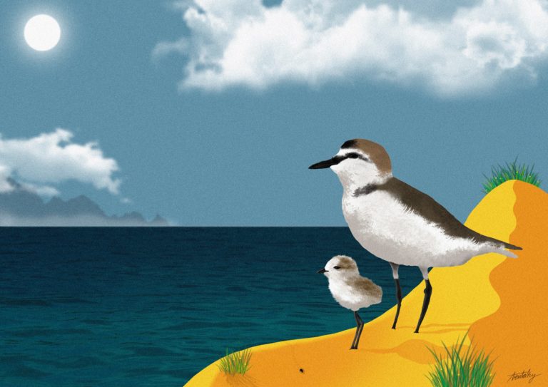 Salvemos al Chorlitejo Patinegro 2 768x543