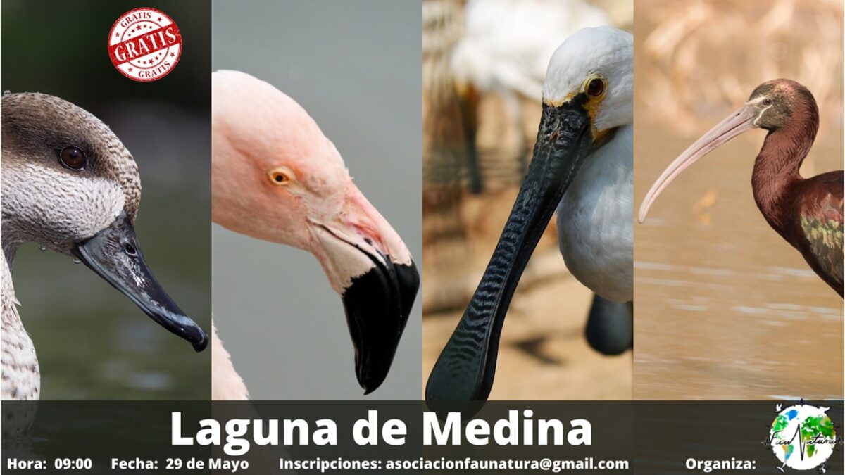 Avistamiento de Aves de la Laguna de Medina