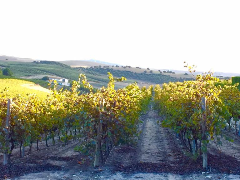 Bodega Miguel Domecq vinas 768x576