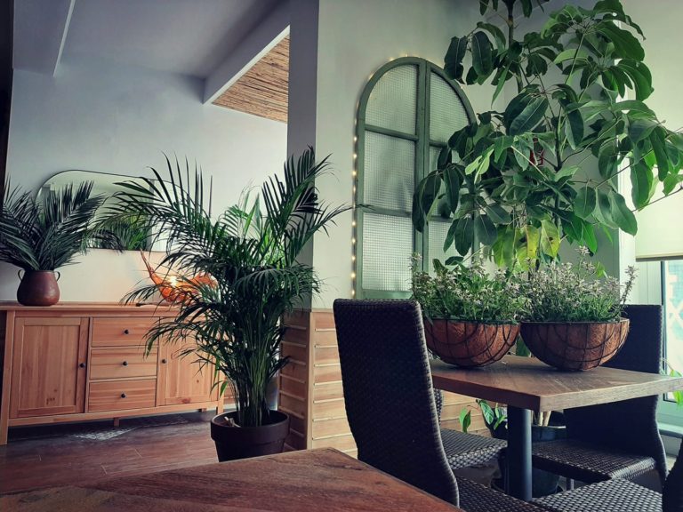 Sakana Conil 3 768x576