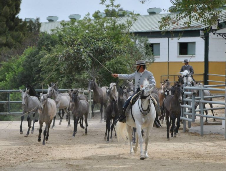 Yeguada de La Cartuja 4 768x581