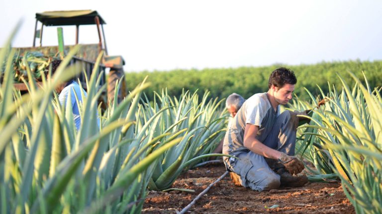 Aloe Vera Las Coronas 768x432