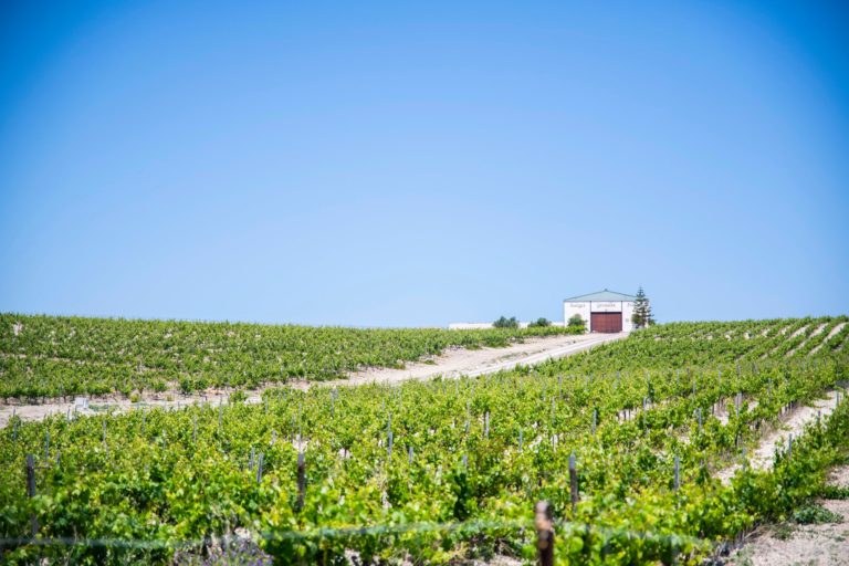 Bodegas Gonzalez Palacios 768x512