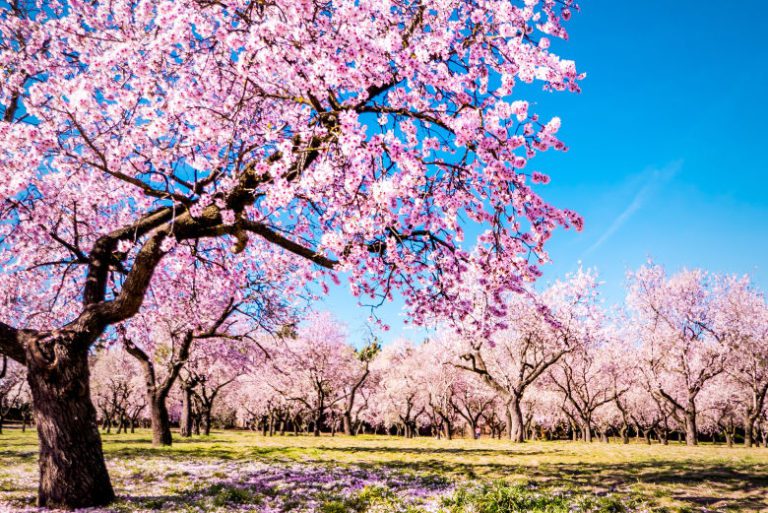 Parque de la Quinta de los Molinos 768x513