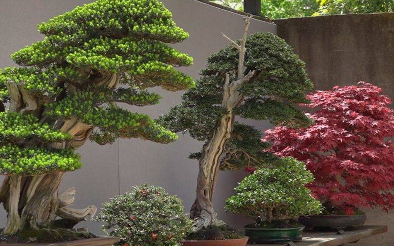 Museo del Bonsai Luis Vallejo 2 768x480