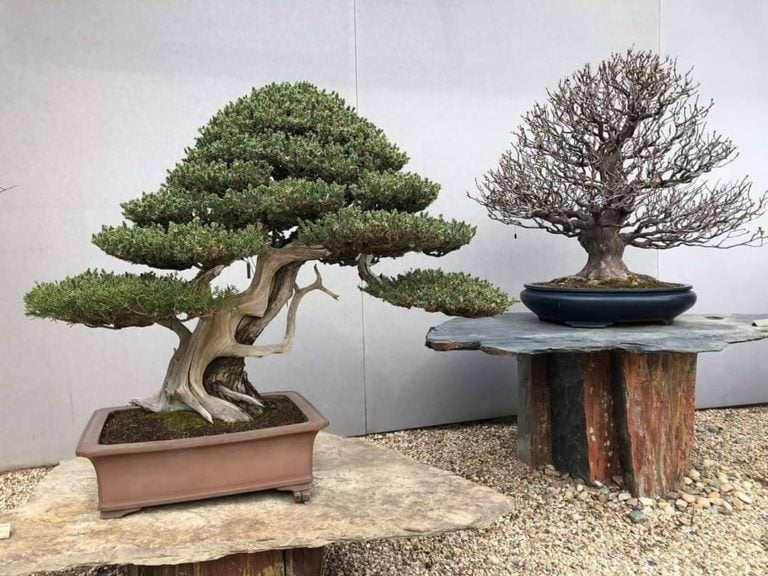 Museo del Bonsai Luis Vallejo 3 768x576