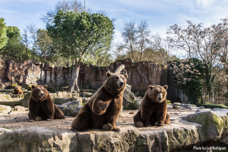 Zoo Aquarium de Madrid 3 768x512