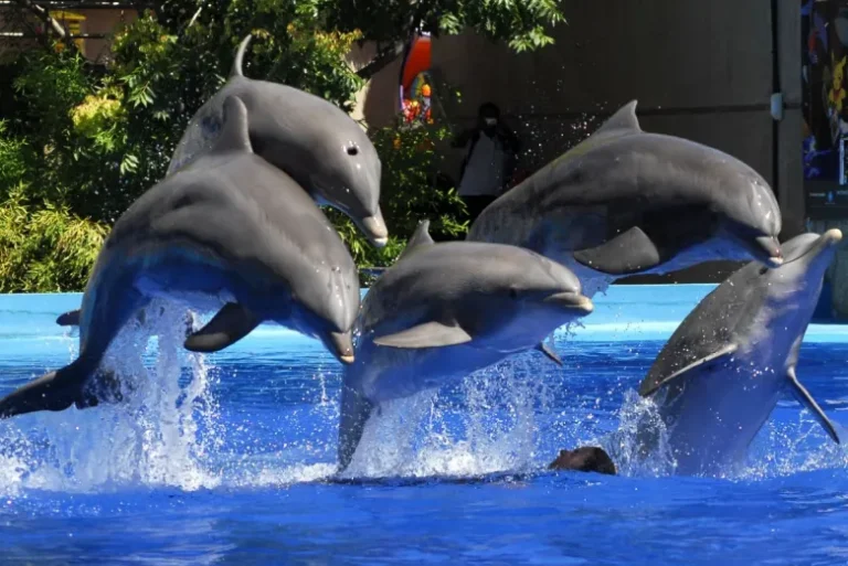 Zoo Aquarium de Madrid 3 768x513