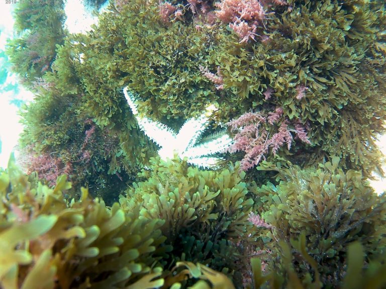 Snorkel en Parque Natural del Estrecho Tarifa 2 768x576