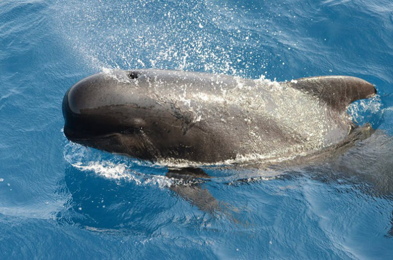 avistamiento de cetaceos delfines ballenas orcas en tarifa cadiz 5 768x509