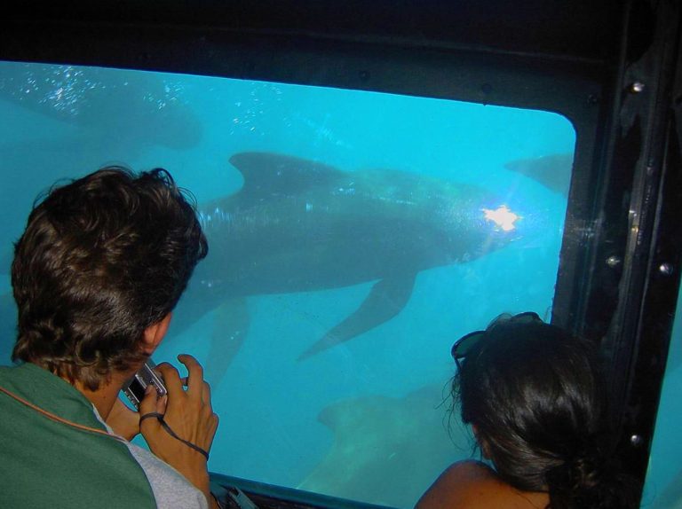 avistamiento de cetaceos delfines ballenas orcas en tarifa cadiz 6 768x574