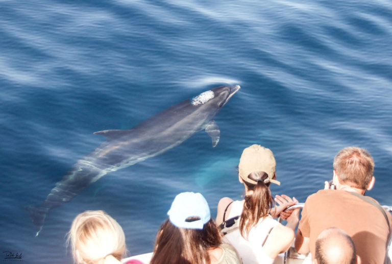 avistamiento de cetaceos delfines ballenas orcas en tarifa cadiz 8 768x517