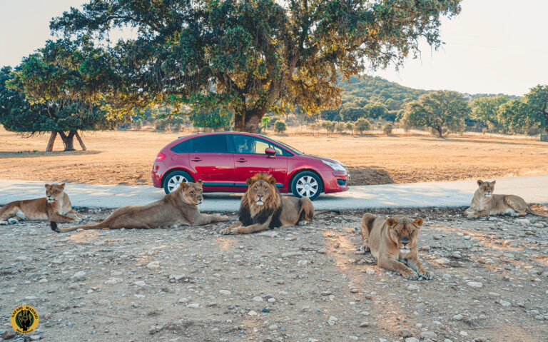 Safari Madrid 2 768x479