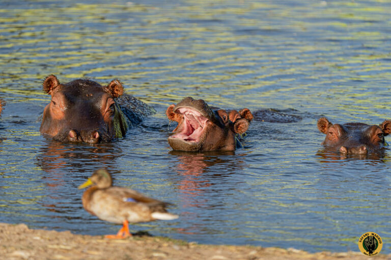 Safari Madrid 4 768x512