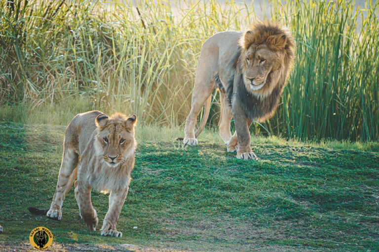 Safari Madrid 5 768x512