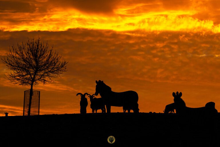 Safari Madrid 768x512