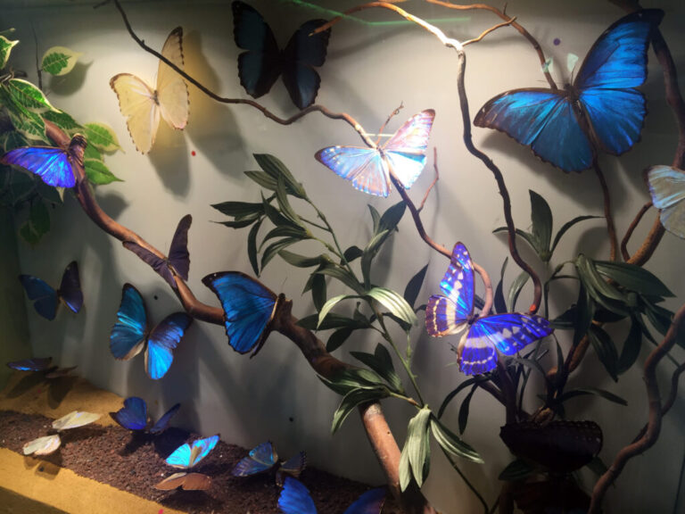 Insect Park 3 768x576