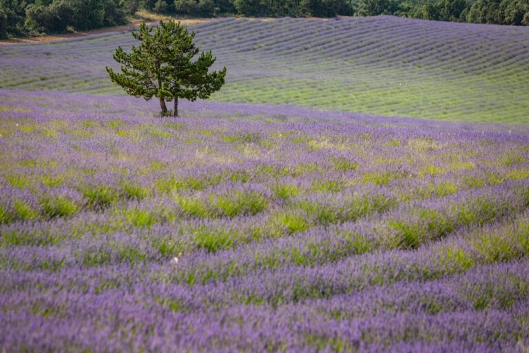 Festival de la Lavanda de Brihuega 2023 3 768x512