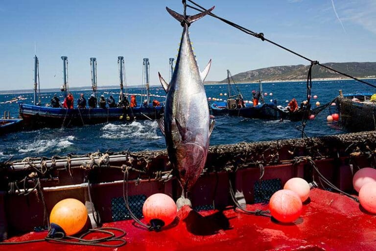 Visita a la Almadraba en barco y menu degustacion El Campero 768x512