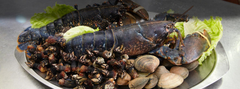 Kate Zaharra 3 768x286