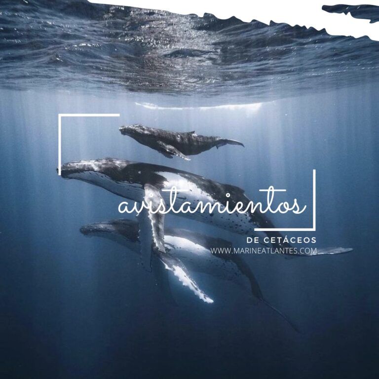 Marine Atlantes 2 768x768