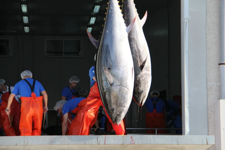 Ruta y visita de la Almadraba en barco 3 768x512