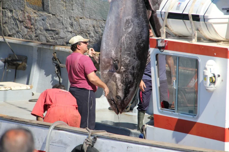Ruta y visita de la Almadraba en barco 4 768x512
