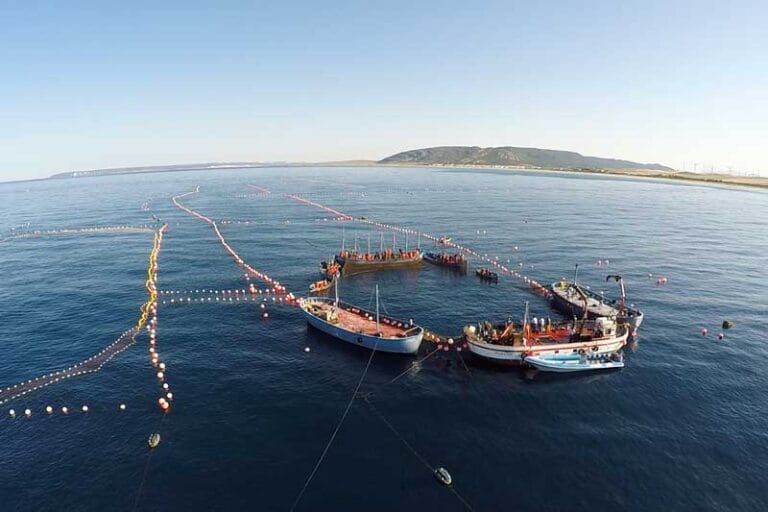 Ruta y visita de la Almadraba en barco 6 768x512