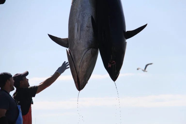 Ruta y visita de la Almadraba en barco 768x512