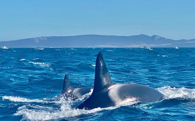 Avistamiento de cetaceos con Marine Atlantes 768x479