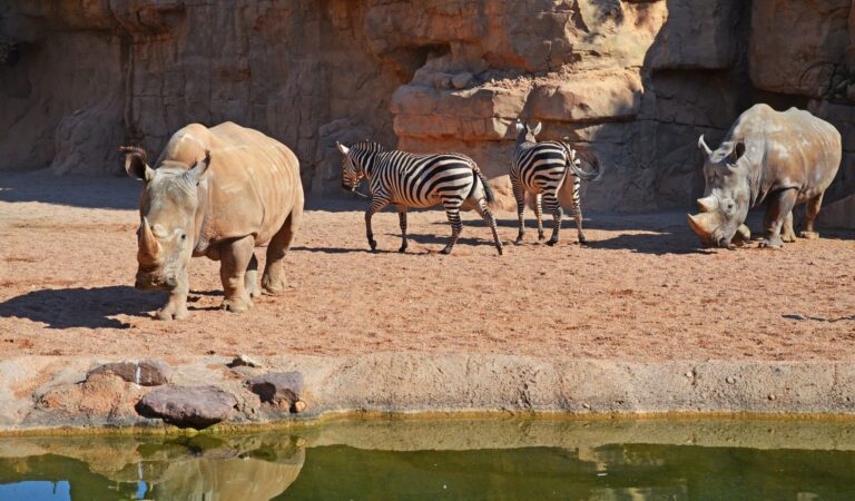 Bioparc Valencia 2 768x450