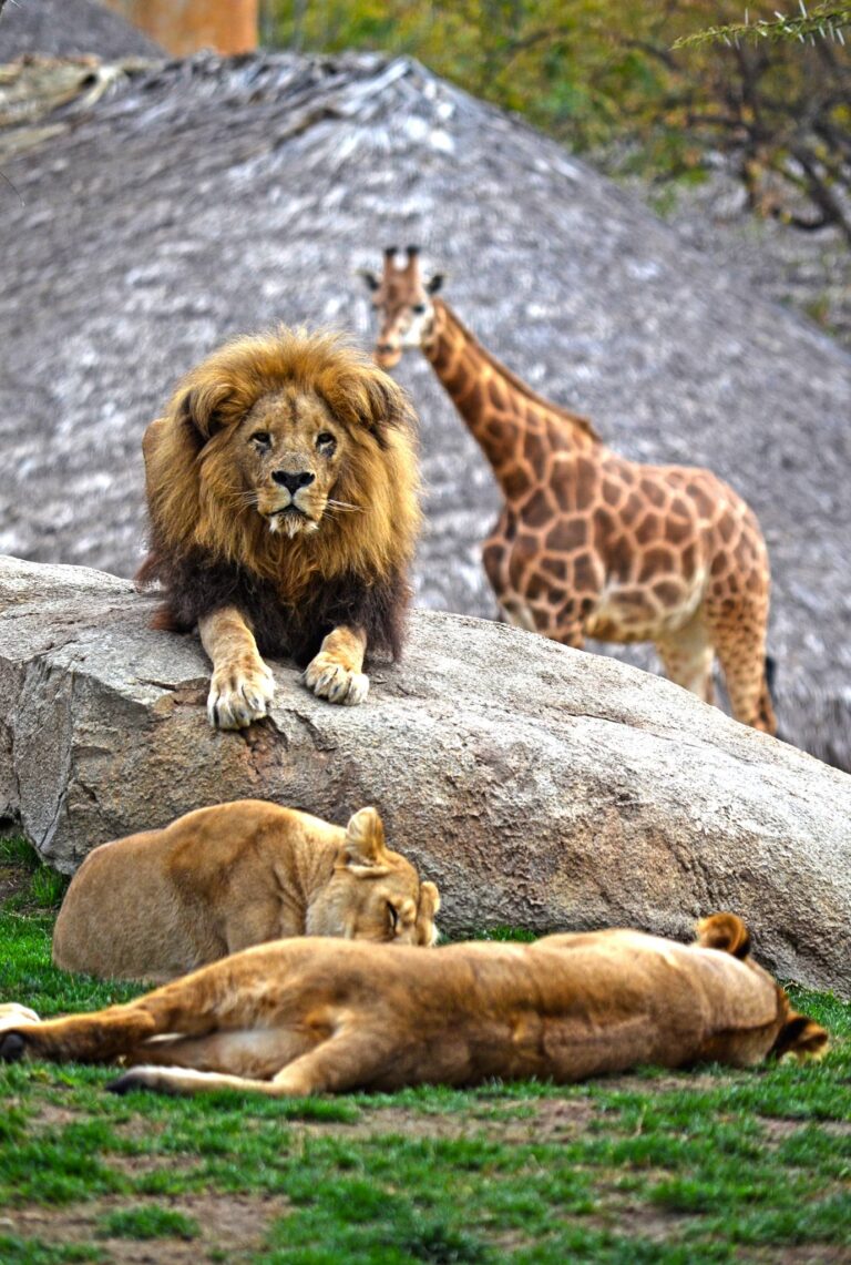 Bioparc Valencia 3 768x1141
