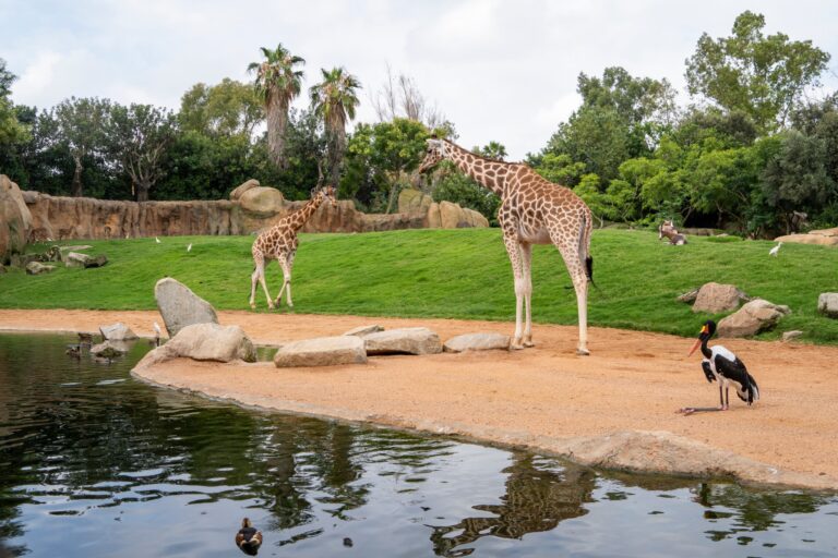 Bioparc Valencia 4 768x512