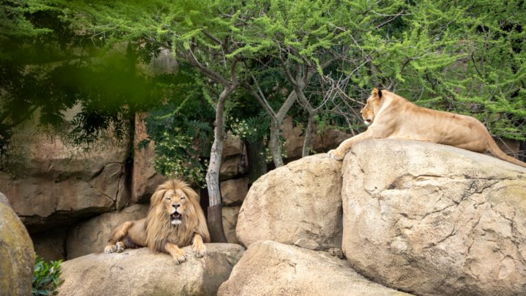 Bioparc Valencia 5 768x432