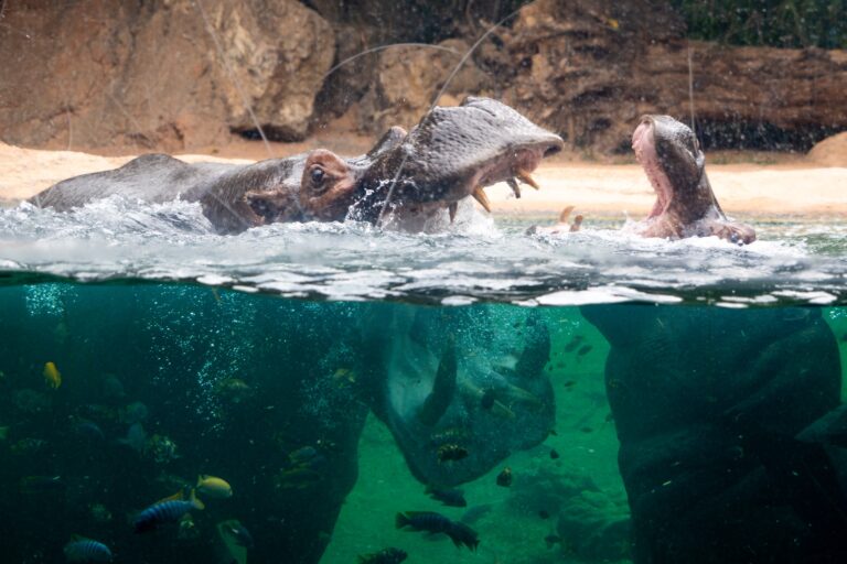 Bioparc Valencia 6 768x512