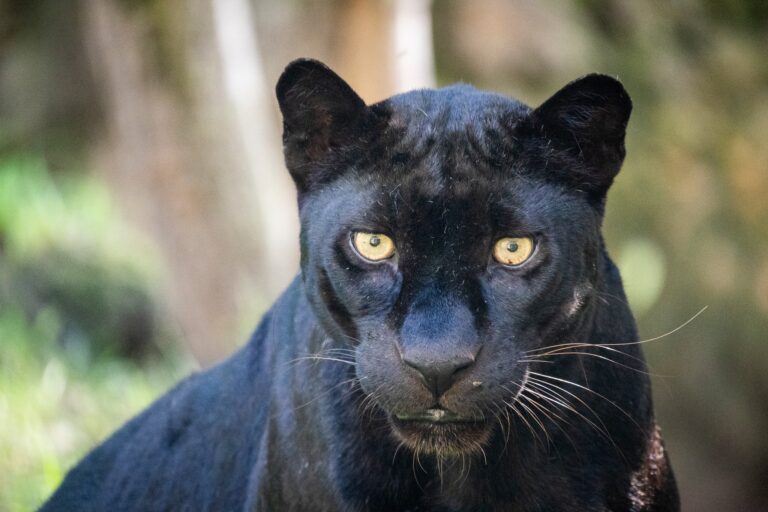 Bioparc Valencia 7 768x512